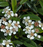  Hochstamm Kriechmispel Gnom 100-125cm - Cotoneaster Salicifolius