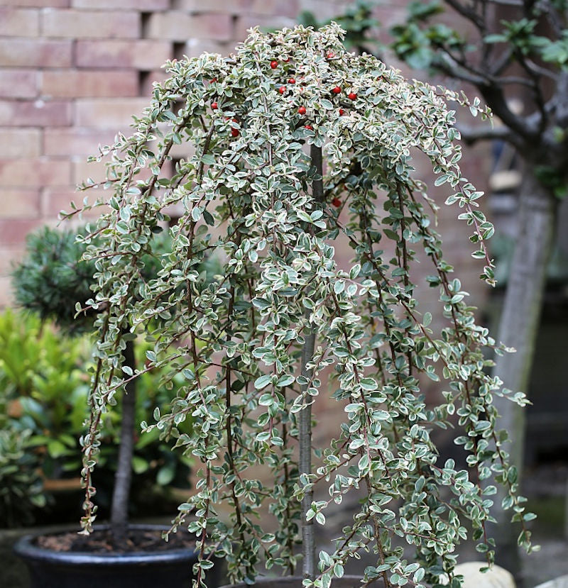  Hochstamm Mispel Juliette 100-125cm - Cotoneaster Dammeri