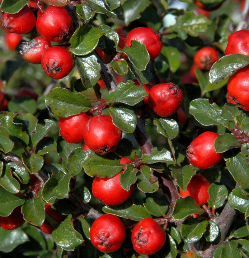  Hochstamm Thymianblättrige Zwergmispel 40-60cm - Cotoneaster Thymifolius