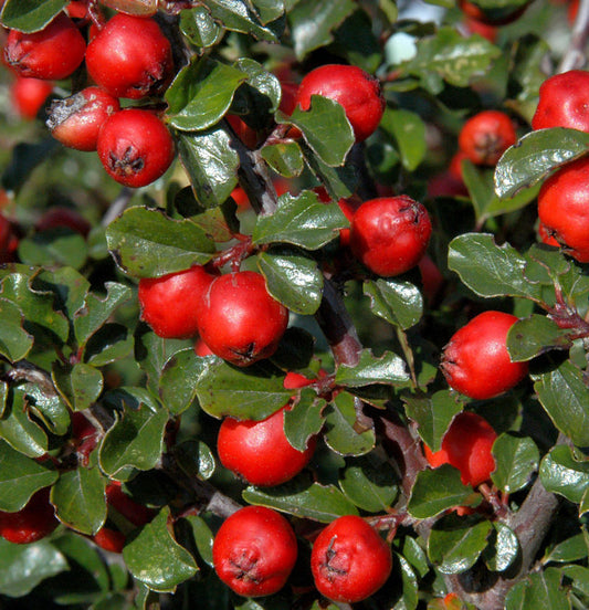  Hochstamm Thymianblättrige Zwergmispel 40-60cm - Cotoneaster Thymifolius