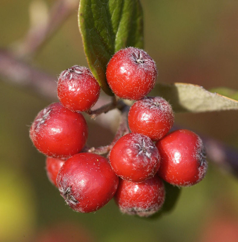  Graue Strauchmispel 60-80cm - Cotoneaster Dielsianus