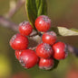  Graue Strauchmispel 60-80cm - Cotoneaster Dielsianus
