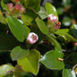  Breite Strauchmispel 125-150cm - Cotoneaster Divaricatus