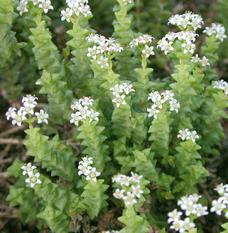  Gekrümmtes Nadelkraut - Crassula Recurva