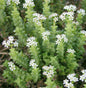  Gekrümmtes Nadelkraut - Crassula Recurva