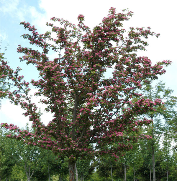  Kaskaden Rotdorn Crimson Cloud 80-100cm - Crataegus Laevigata