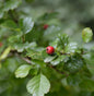  Zweigriffeliger Weißdorn 60-80cm - Crataegus Laevigata