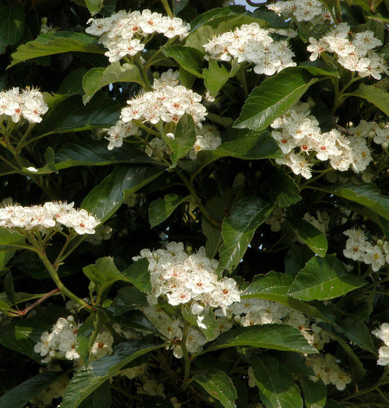 Apfeldorn 125-150cm - Crataegus Lavallei