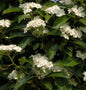  Apfeldorn 60-80cm - Crataegus Lavallei