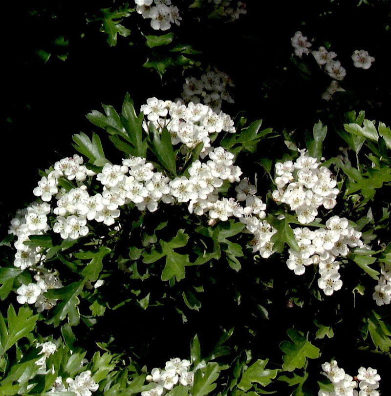  Kugel Zwerg Weißdorn 25-30cm - Crataegus Monogyna