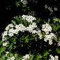  Kugel Zwerg Weißdorn 30-40cm - Crataegus Monogyna