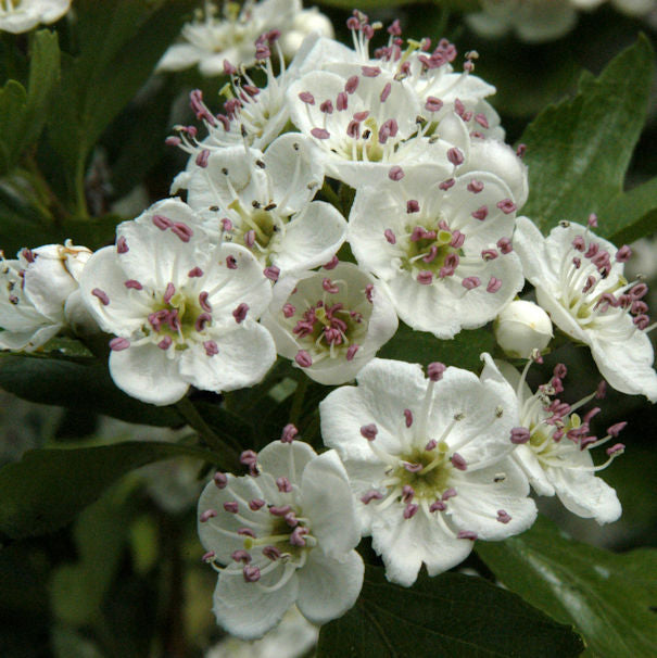  Eingriffeliger Weißdorn 100-125cm - Crataegus Monogyna