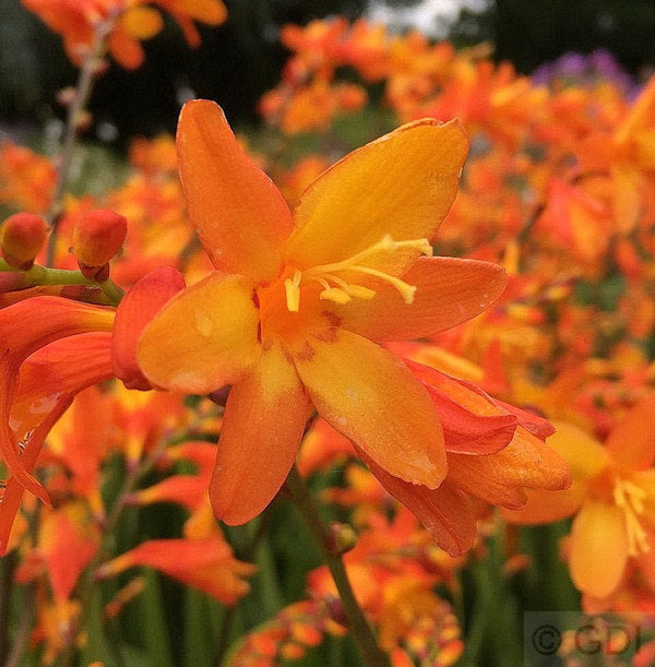  Garten Monbretie Babylon - Crocosmia Crocosmiiflora