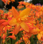  Garten Monbretie Babylon - Crocosmia Crocosmiiflora