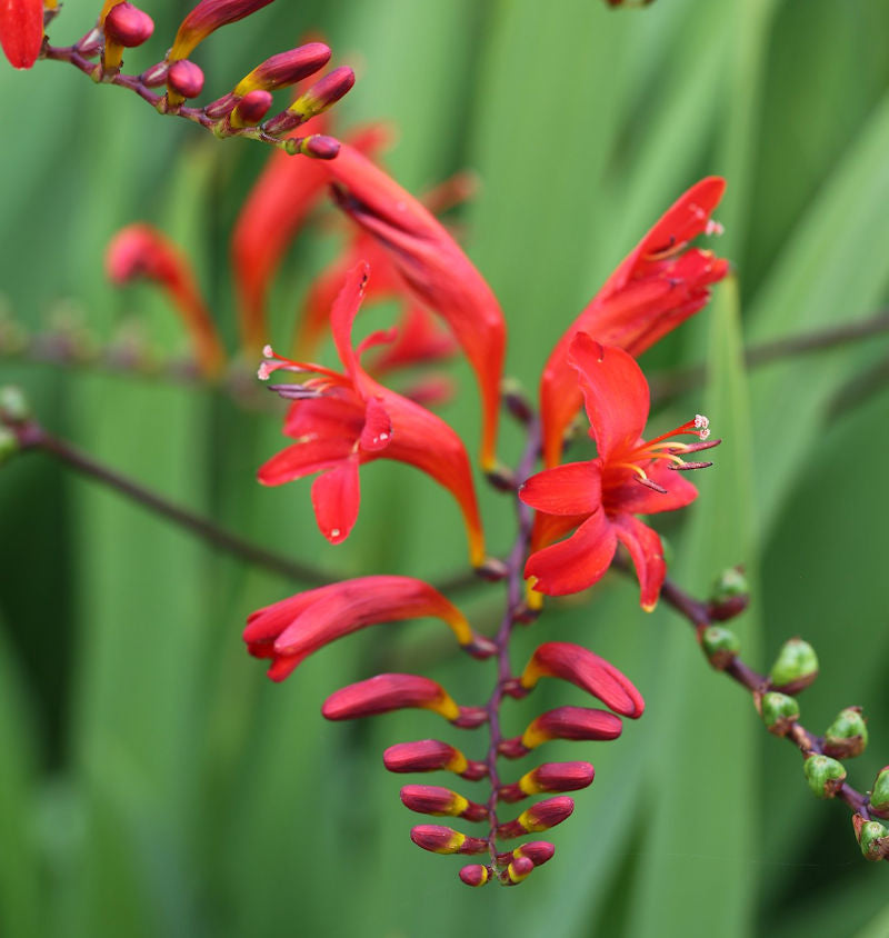  Garten Monbretie Lucifer - Großer Topf - Crocosmia Masoniorum