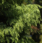  Japanische Sicheltanne Viridis 60-80cm - Cryptomeria Japonica