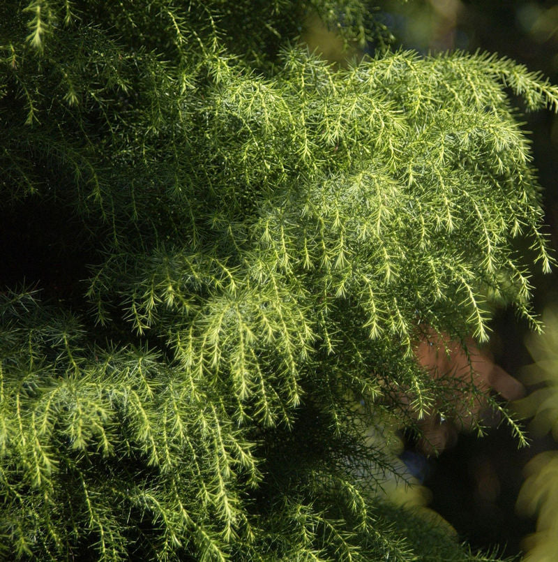  Japanische Sicheltanne Viridis 30-40cm - Cryptomeria Japonica