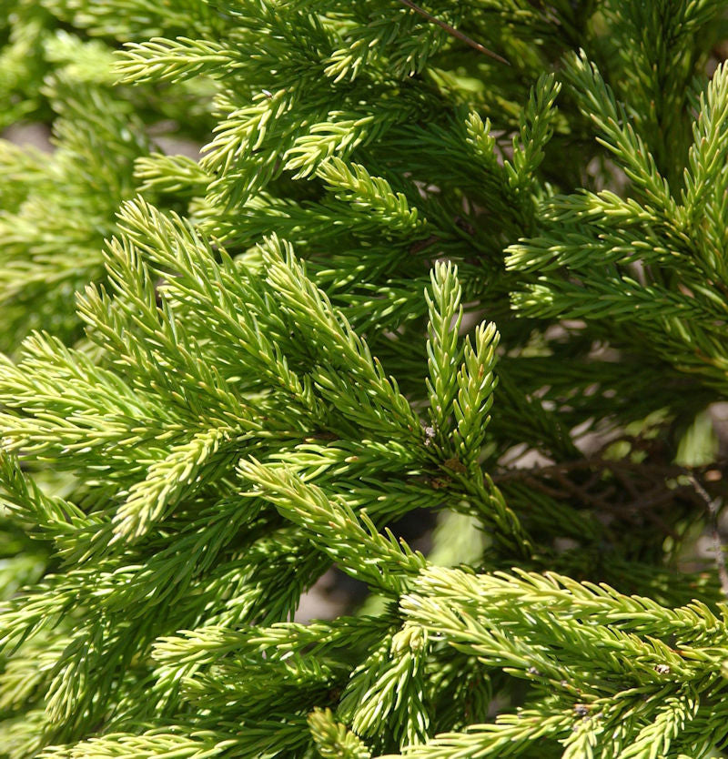  Hochstamm Japanische Sicheltanne Globosa Nana 30-40cm - Cryptomeria Japonica