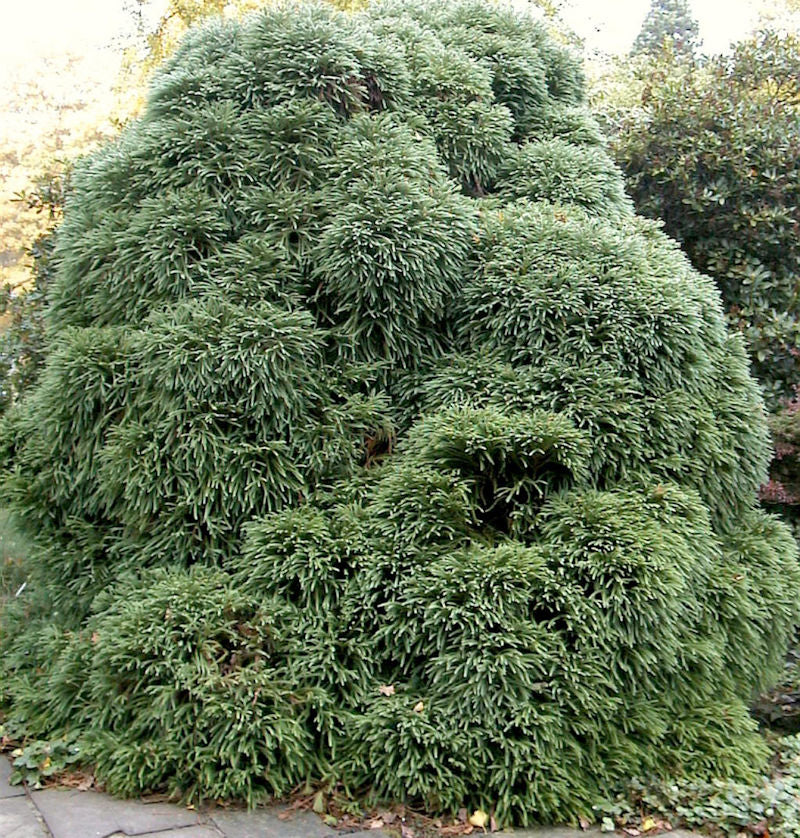  Japanische Sicheltanne Monstrosa Nana 30-40cm - Cryptomeria Japonica