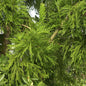  Hahnenkamm Sicheltanne Cristata 100-125cm - Cryptomeria Japonica
