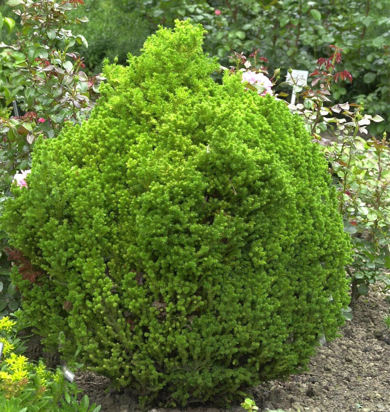  Zwerg Kugelsicheltanne 10-15cm - Cryptomeria Japonica