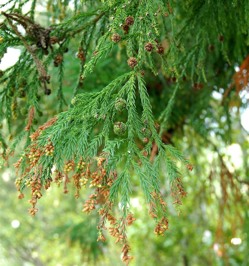  Sicheltanne 80-100cm - Cryptomeria Japonica