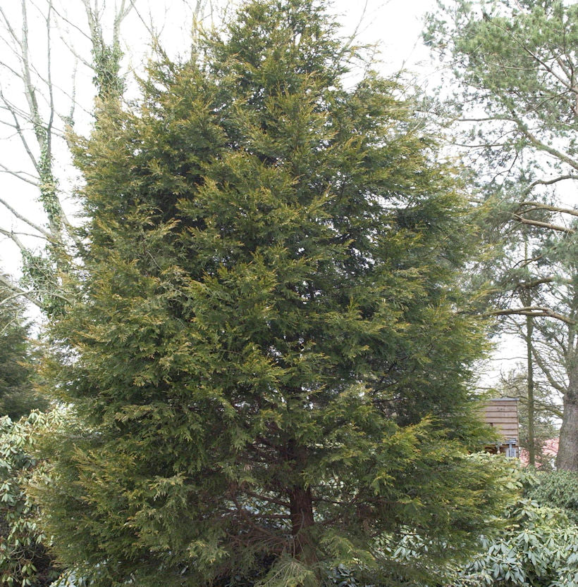  Gelbe Leyland Zypresse Castlewellan Gold 125-150cm - Cupressocyparis Leylandii