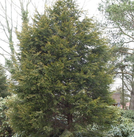  Gelbe Leyland Zypresse Castlewellan Gold 125-150cm - Cupressocyparis Leylandii