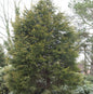  Gelbe Leyland Zypresse Castlewellan Gold 125-150cm - Cupressocyparis Leylandii