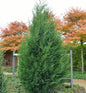  Leyland Zypresse Typ 2001 100-125cm - Cupressocyparis Leylandii