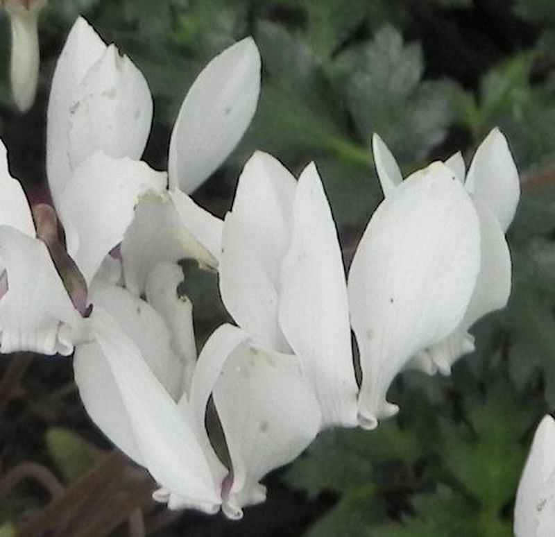  Frühlings Alpenveilchen Album - Cyclamen Coum