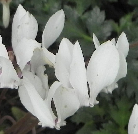  Frühlings Alpenveilchen Album - Cyclamen Coum