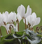  Herbst Alpenveilchen Ice Pure White - Cyclamen Hederifolium