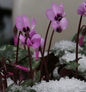  Herbst Alpenveilchen Rosenteppich - Cyclamen Hederifolium