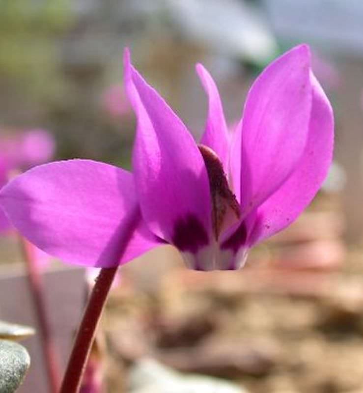  Iberisches Alpenveilchen - Cyclamen Pseudibericum