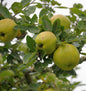  Apfel Quitte Konstantinopeler Apfelquitte 60-80cm - Cydonia Oblonga