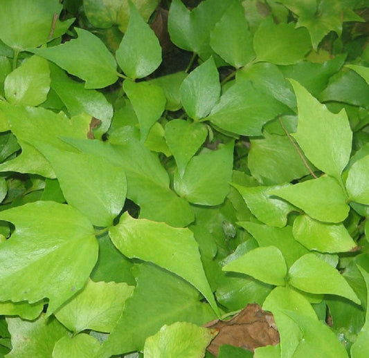  Sichel Ilexfarn - Cyrtomium Falcatum