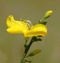  Niedriger Elfenbeinginster Niki 20-30cm - Cytisus Kewensis