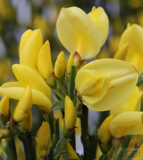  Hochstamm Elfenbein Ginster Allgold 60-80cm - Cytisus Praecox