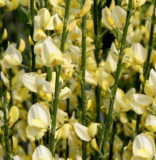  Elfenbein Ginster Warminster 40-60cm - Cytisus Praecox