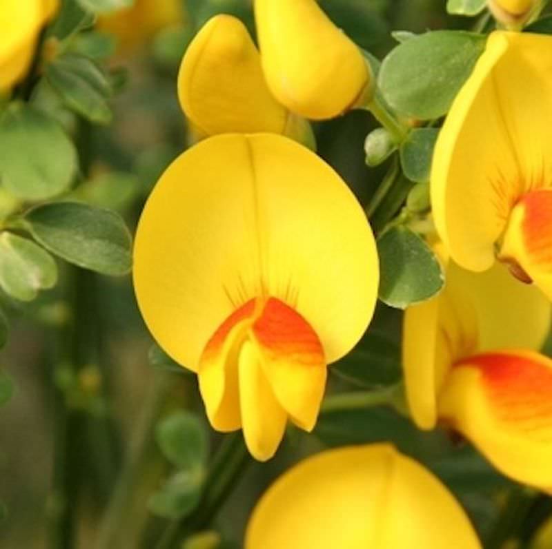  Edelginster Andreanus Splenders 40-60cm - Cytisus Scoparius