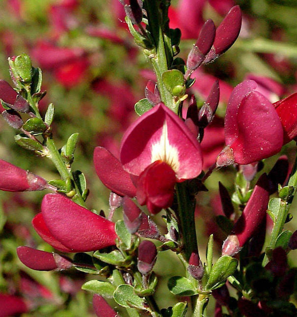  Edelginster Booskop Ruby 40-60cm - Cytisus Scoparius