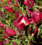  Edelginster Booskop Ruby 40-60cm - Cytisus Scoparius