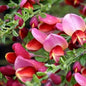  Schmuckginster Burkwood 60-80cm - Cytisus Scoparius