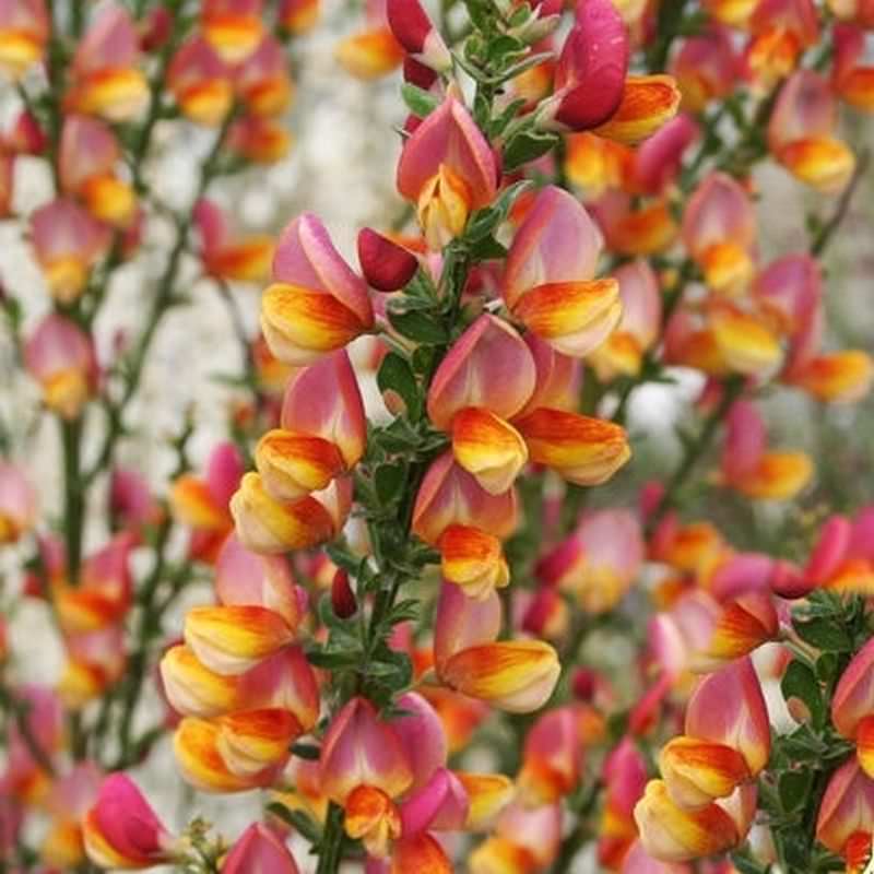  Schmuckginster Criterion 40-60cm - Cytisus Scoparius