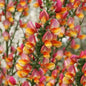  Schmuckginster Criterion 40-60cm - Cytisus Scoparius