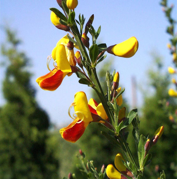  Besenginster Dragonfly 60-80cm - Cytisus Scoparius