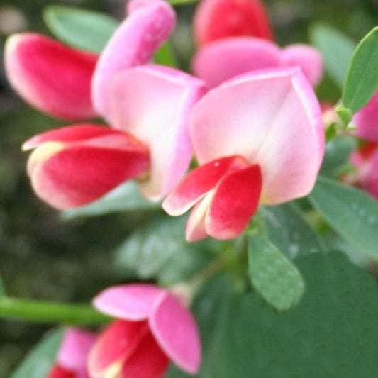  Edelginster Eva 60-80cm - Cytisus Scoparius