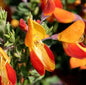 Edelginster Fulgens 60-80cm - Cytisus Scoparius