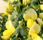  Schmuckginster Golden Cascarde 60-80cm - Cytisus Scoparius